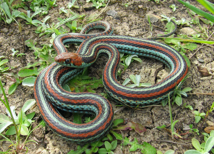 San Francisco Garter Snake